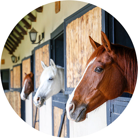 LockDrives application stable construction horses