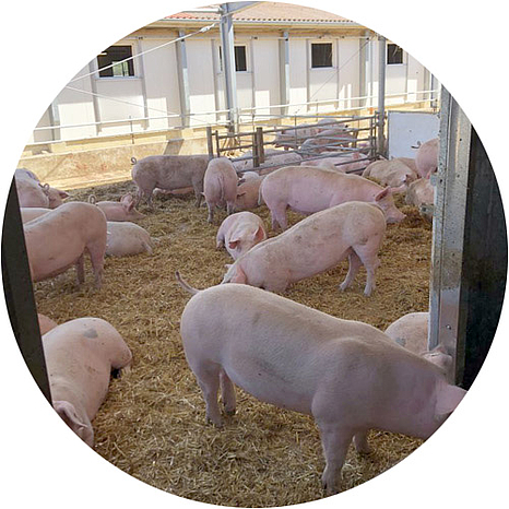 LockDrives application stable construction pigs
