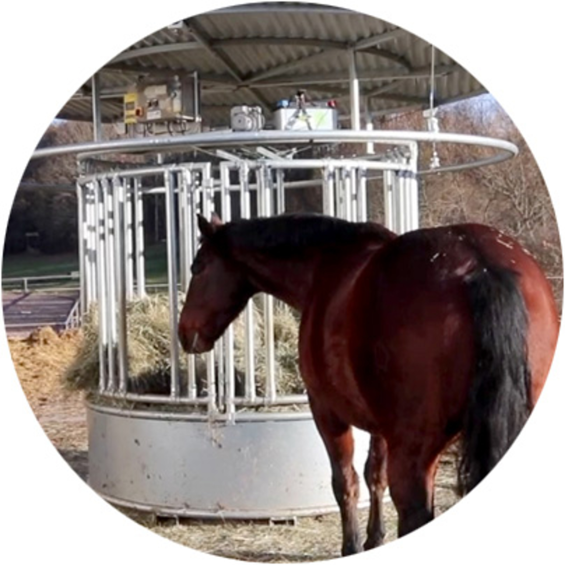 Lock Drives Reference Horse with automated feeding in the stable